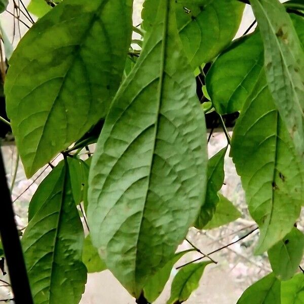 Rotheca myricoides Leaf