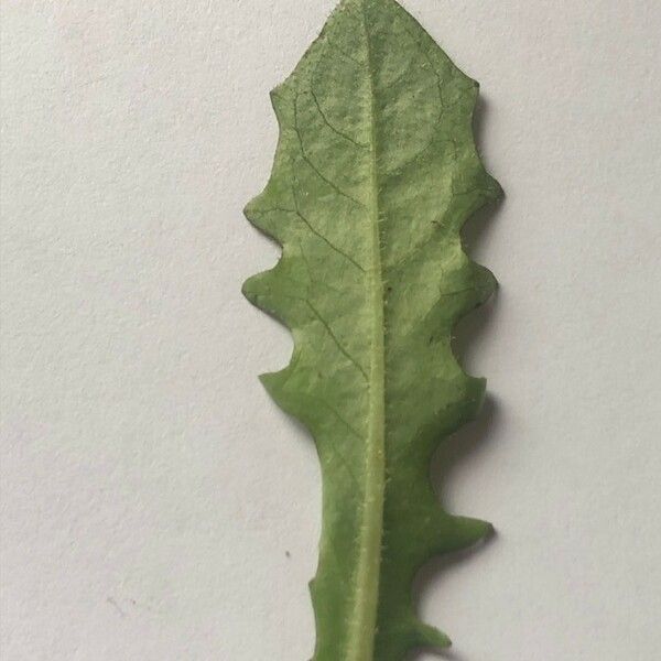 Hypochaeris radicata Leaf