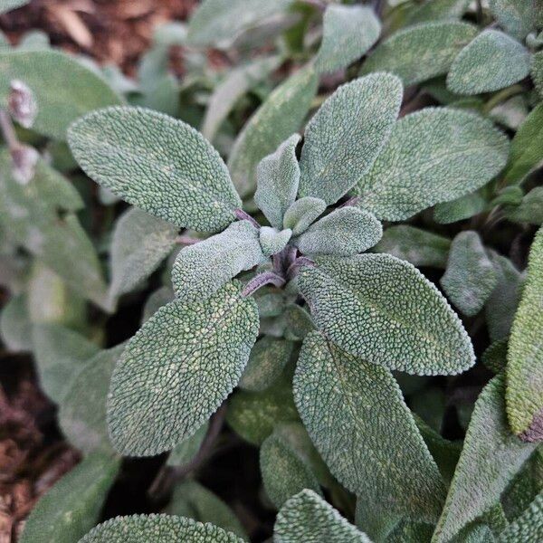 Salvia officinalis Leaf