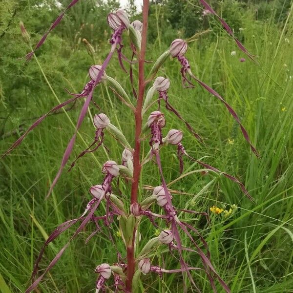 Himantoglossum adriaticum Habit