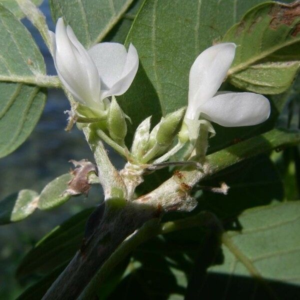 Dendrolobium umbellatum Žiedas