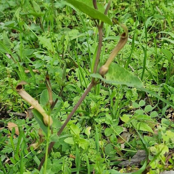 Aristolochia paucinervis Кветка