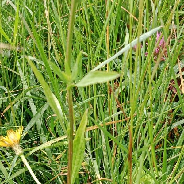 Centaurea napifolia Leaf