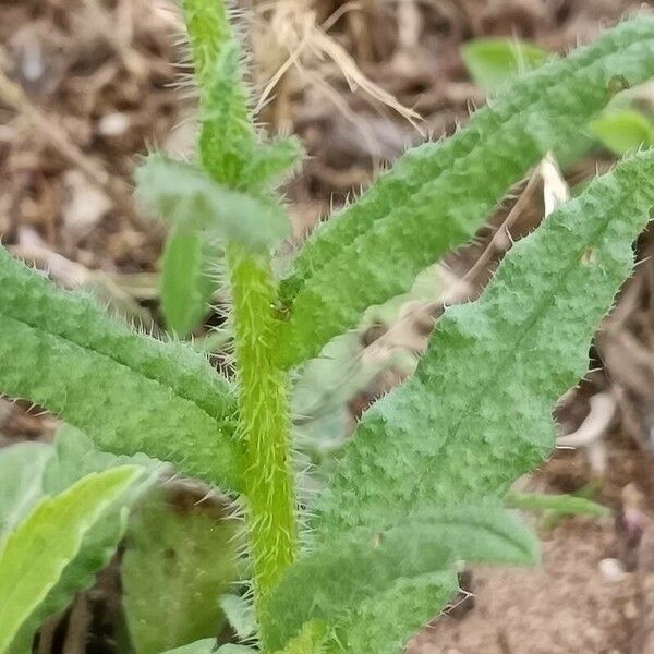 Anchusa arvensis Feuille