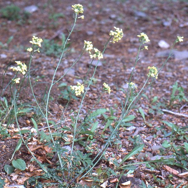 Erucastrum gallicum (Common dogmustard)