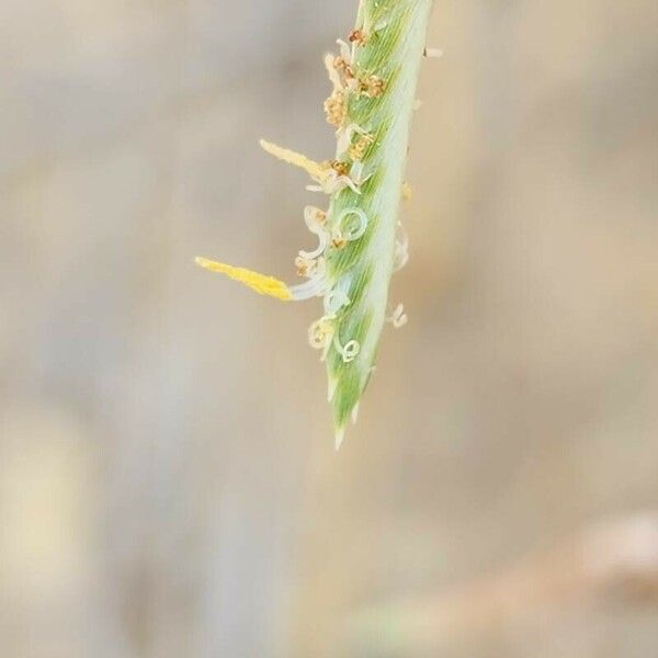 Cyperus conglomeratus 花