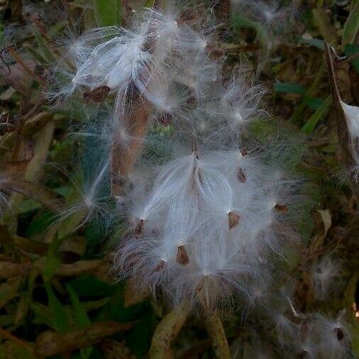 Asclepias curassavica Fruit