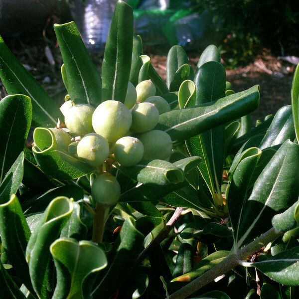 Pittosporum tobira Fruct