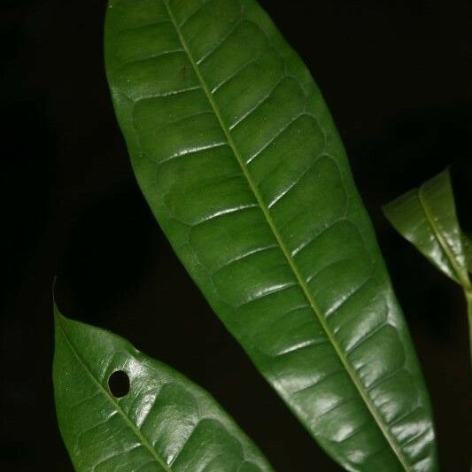 Vantanea parviflora 葉