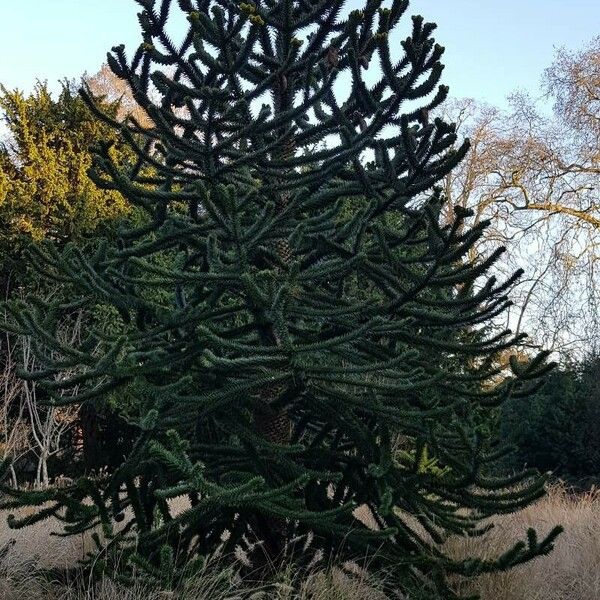 Araucaria araucana Costuma