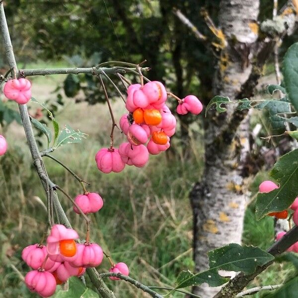 Euonymus europaeus Плод