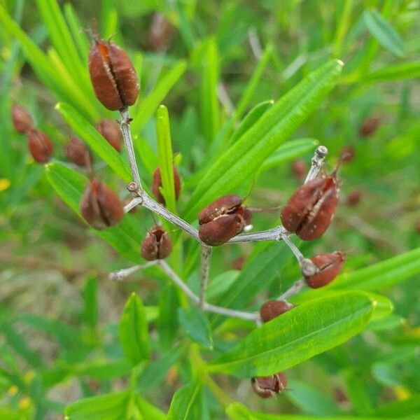 Hypericum prolificum Fruit