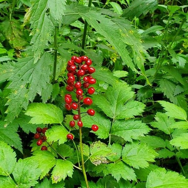 Actaea rubra Frukto