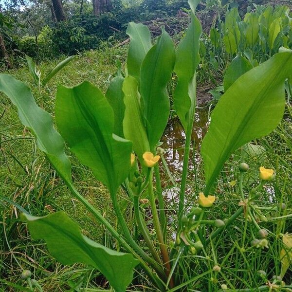 Limnocharis flava Blad