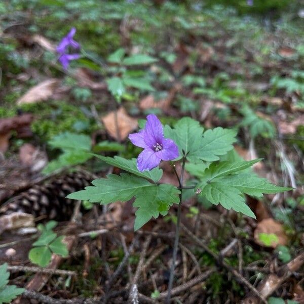 Cardamine pentaphyllos Blomma