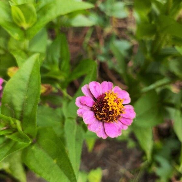 Zinnia peruviana 花