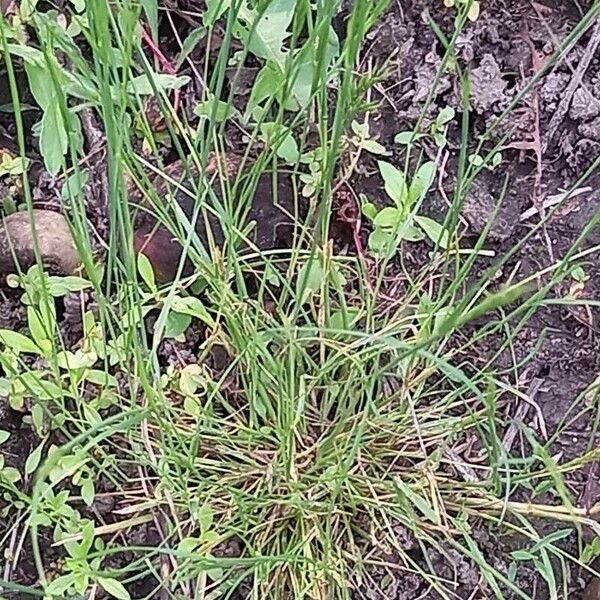 Festuca bromoides Ліст