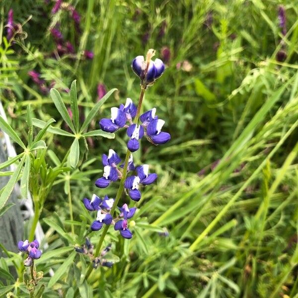 Lupinus bicolor Flors