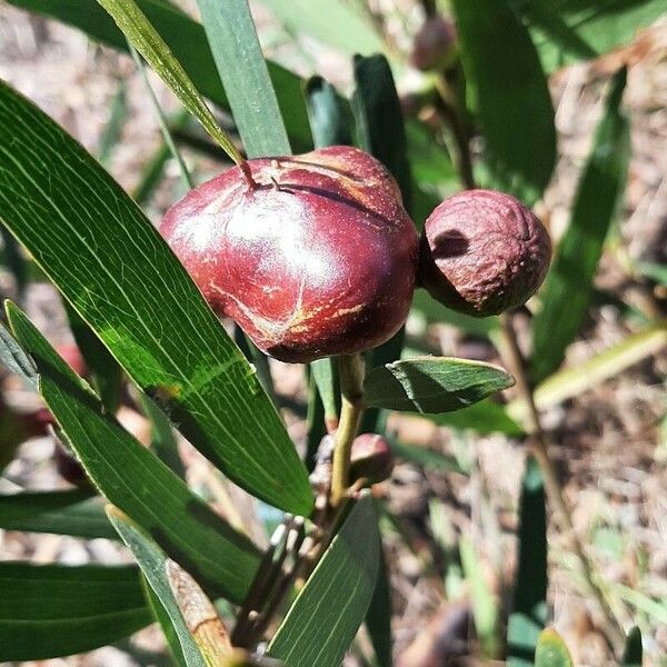 Acacia longifolia ഫലം