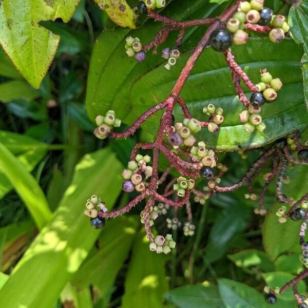 Miconia ciliata Fruit