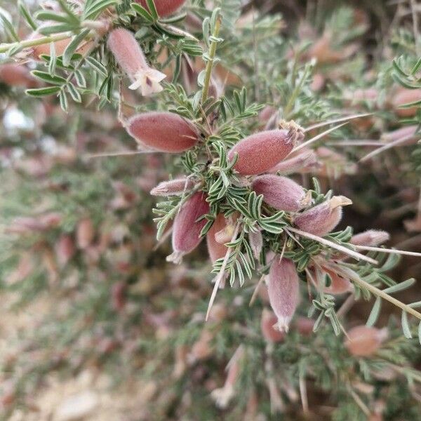 Astragalus armatus Fiore