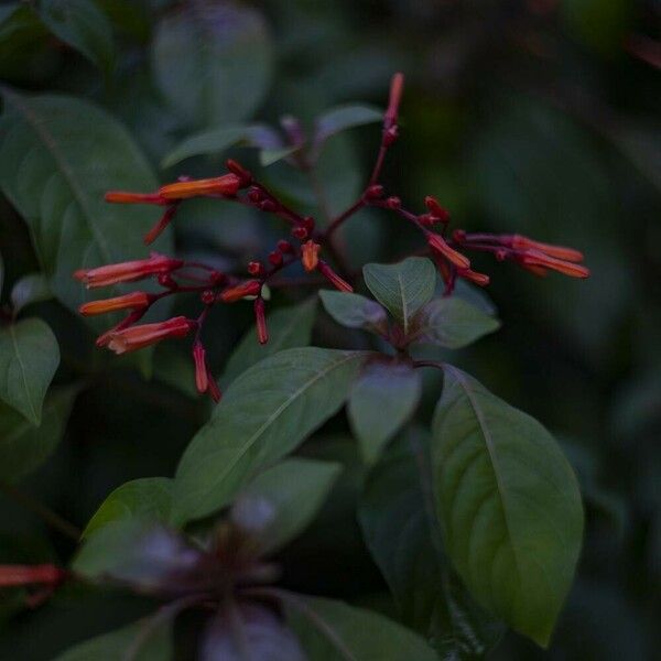 Hamelia patens Fleur