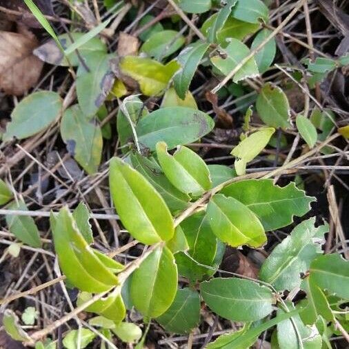 Vinca minor Folha