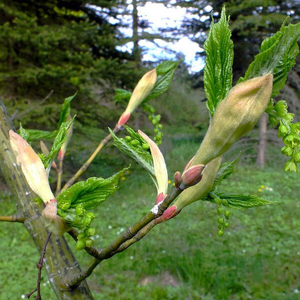 Acer pensylvanicum Leaf
