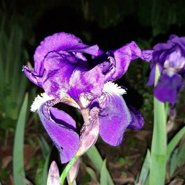 Iris pumila Õis