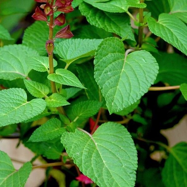 Salvia splendens ᱥᱟᱠᱟᱢ