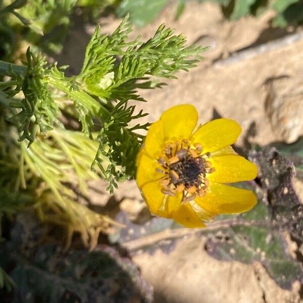 Adonis microcarpa Flower