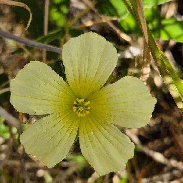 Monsonia longipes 花