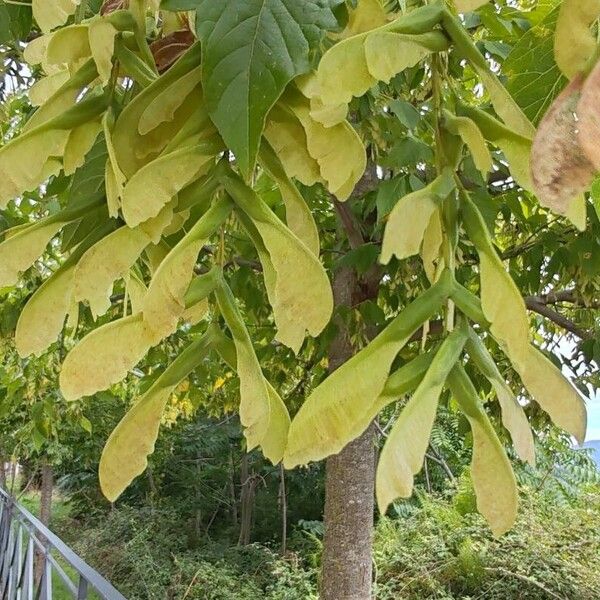 Acer negundo Vrucht