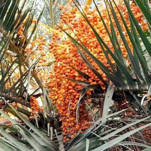 Phoenix canariensis Vili