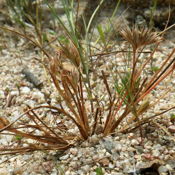 Juncus hybridus অভ্যাস