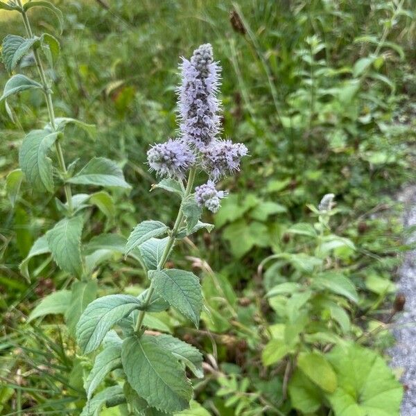 Mentha longifolia Flower