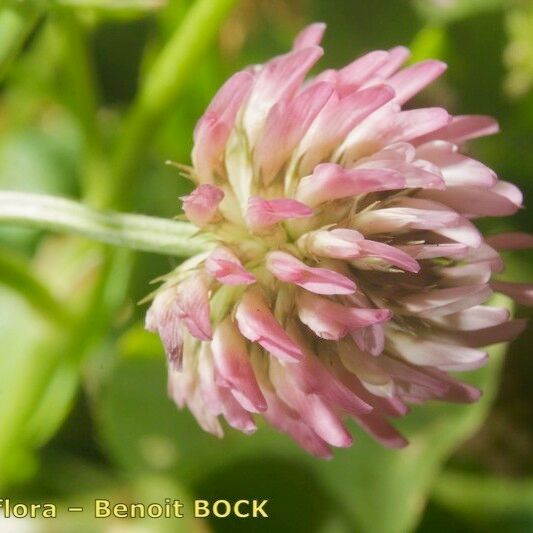 Trifolium isthmocarpum Floare