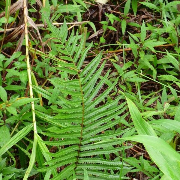 Thelypteris interrupta Fuelha