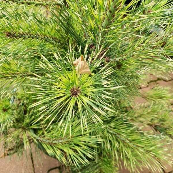 Pinus nigra List