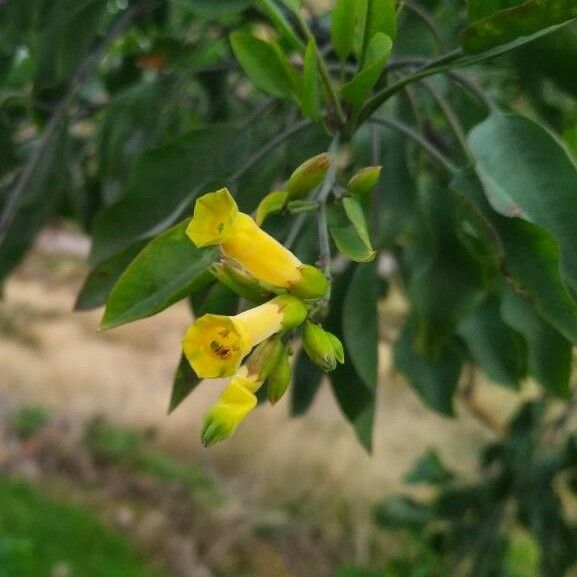 Nicotiana glauca Floare