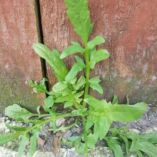 Rorippa sylvestris Lapas