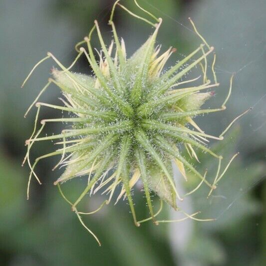 Geum pyrenaicum Fruit