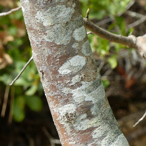 Pistacia terebinthus 樹皮