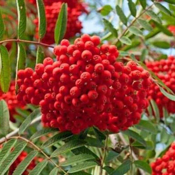 Sorbus americana Vaisius