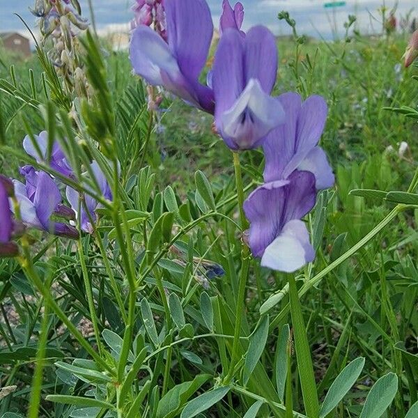 Vicia americana Blomma