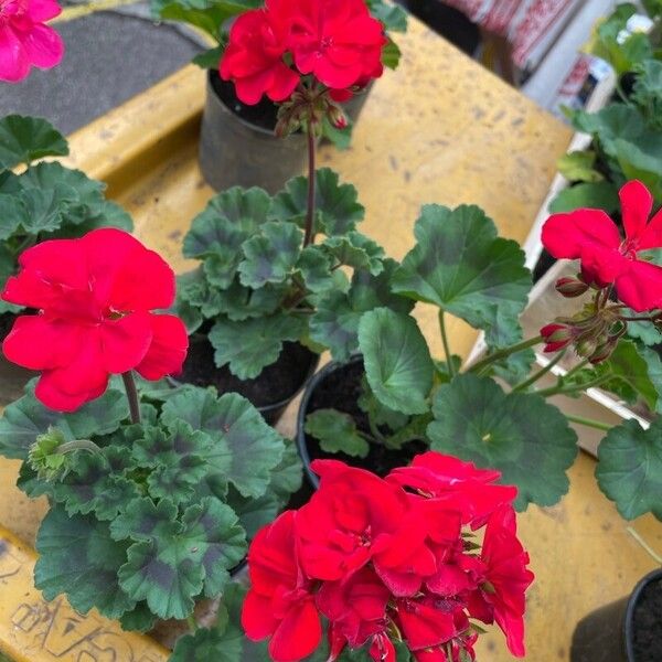 Pelargonium zonale برگ