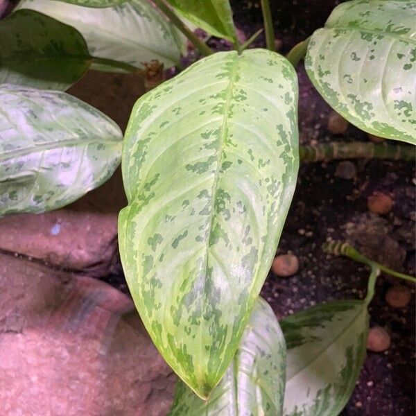 Aglaonema commutatum Folha