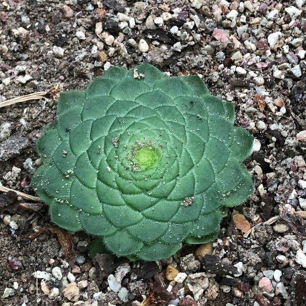 Aeonium tabulaeforme Hábito