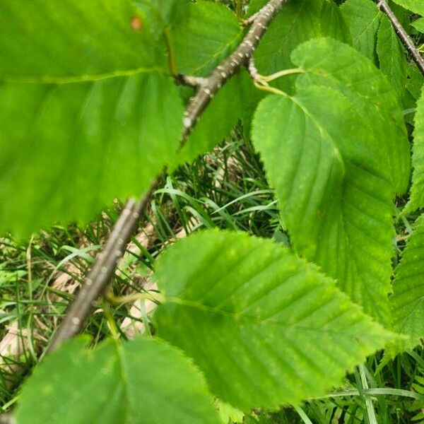 Betula alleghaniensis Blad