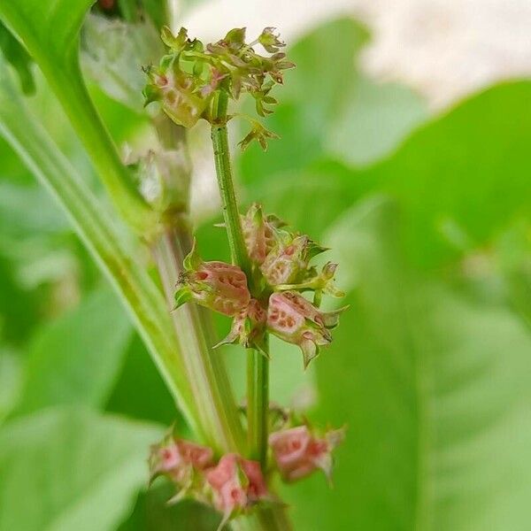 Rumex spinosus 花